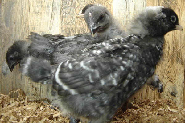 8 Pullet Chicks Week 3 - 2 Barred Rock & 2 Steel Blue Novagen